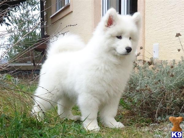 samoyed puppies seattle samoyed puppies for sale seattle wa breeds picture samoyed puppies seattle samoyed puppies for sale seattle wa breeds picture