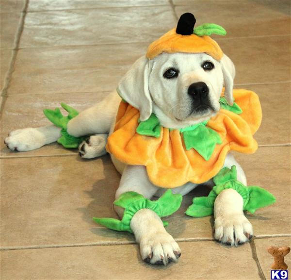 labrador puppies for sale orange county labrador retriever puppy for sale labrador lab white orange county califor labrador puppies for sale orange county labrador retriever puppy for sale labrador lab white orange county califor