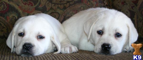 labrador puppies for sale orange county labrador retriever puppy for sale labrador lab white orange county califor labrador puppies for sale orange county labrador retriever puppy for sale labrador lab white orange county califor