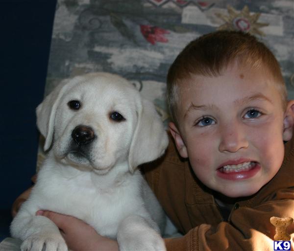 labrador puppies for sale orange county labrador retriever puppy for sale labrador lab white orange county califor labrador puppies for sale orange county labrador retriever puppy for sale labrador lab white orange county califor