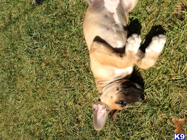 mastidane puppies for sale great dane puppy for sale daniff mastidane puppies looking for a home 6 years mastidane puppies for sale great dane puppy for sale daniff mastidane puppies looking for a home 6 years