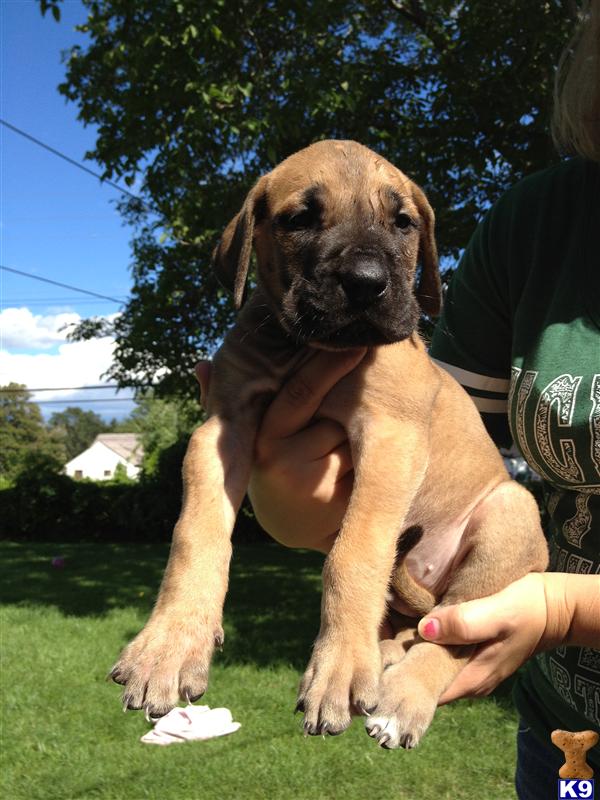 mastidane puppies for sale great dane puppy for sale daniff mastidane puppies looking for a home 6 years mastidane puppies for sale great dane puppy for sale daniff mastidane puppies looking for a home 6 years