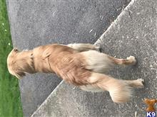 Charlie available Golden Retriever puppy located in YOUNGSTOWN