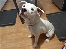 Loki available American Bulldog puppy located in WASAGA BEACH