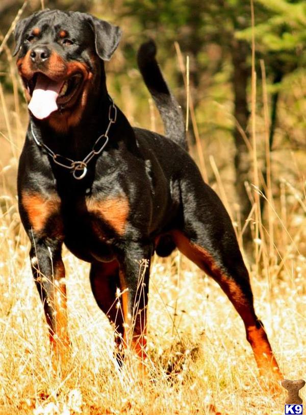 rottweiler puppies oregon rottweiler puppy for sale puppies for sale 5 years rottweiler puppies oregon rottweiler puppy for sale puppies for sale 5 years
