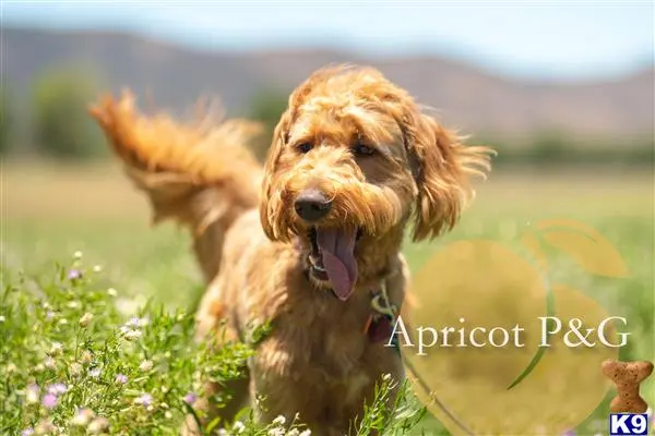 Goldendoodles stud dog