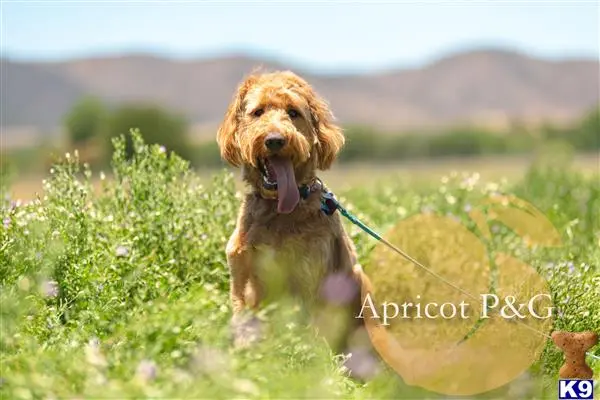 Goldendoodles stud dog