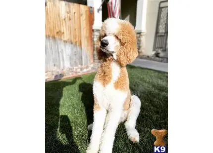 Apricot PGs Tex of Wild Spirits available Poodle puppy located in Murrieta