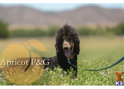 Apricot PGs Jax of Royal Ridge available Poodle puppy located in Murrieta