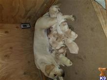 labrador retriever puppy posted by Archerhal93