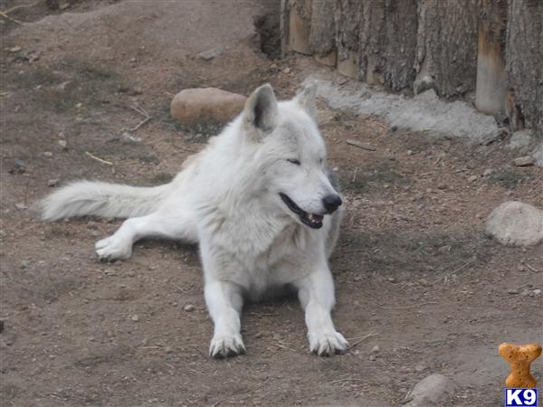 ArcticWolf Picture 1