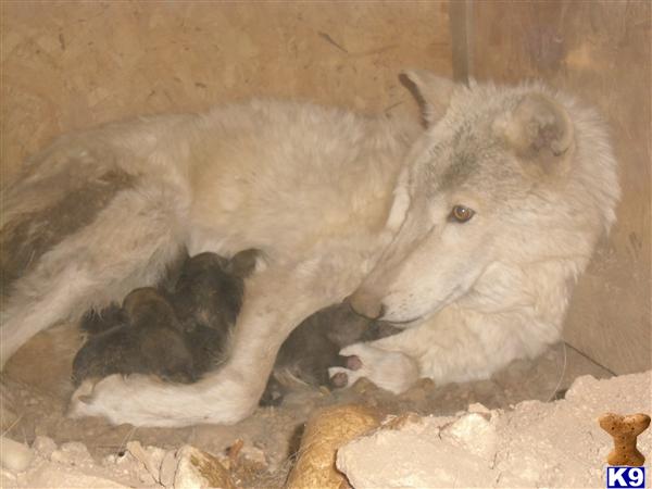 ArcticWolf Picture 2