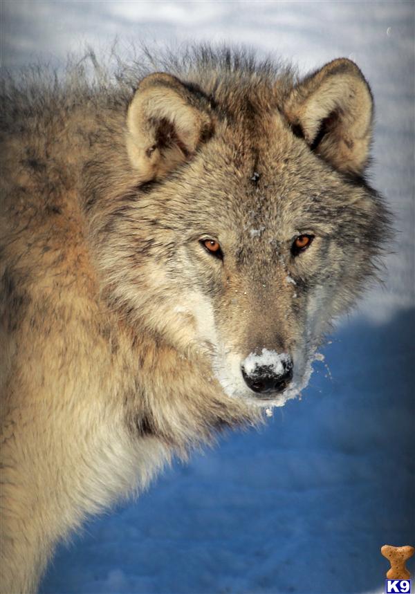ArcticWolf Picture 3
