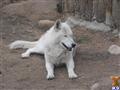 Wolf Dog