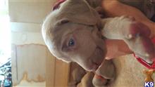 weimaraner puppy posted by Aroelrecio