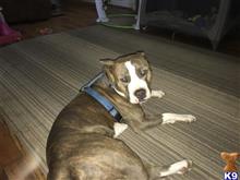 Champ Ace Matheny available American Pit Bull puppy located in COLLINS