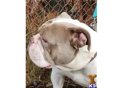 Lex available Old English Bulldog puppy located in CHILLIWACK