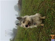 Dirk available Cairn Terrier puppy located in DURANGO
