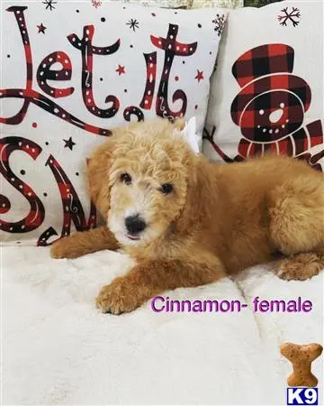 Goldendoodles