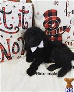 goldendoodles puppy posted by Astrebler