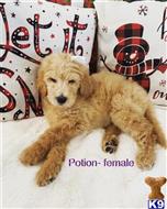goldendoodles puppy posted by Astrebler