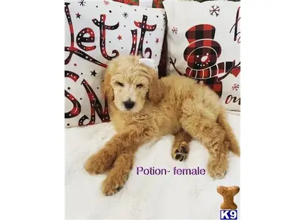 Goldendoodles