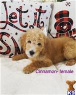 goldendoodles puppy posted by Astrebler