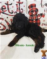goldendoodles puppy posted by Astrebler