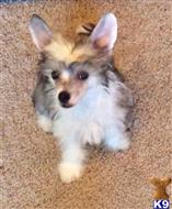chinese crested puppy posted by Audralynncresteds