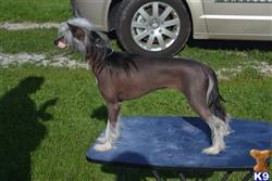 Chinese Crested