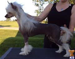 Chinese Crested