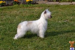 Chinese Crested