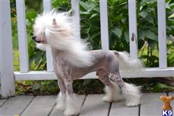 Chinese Crested