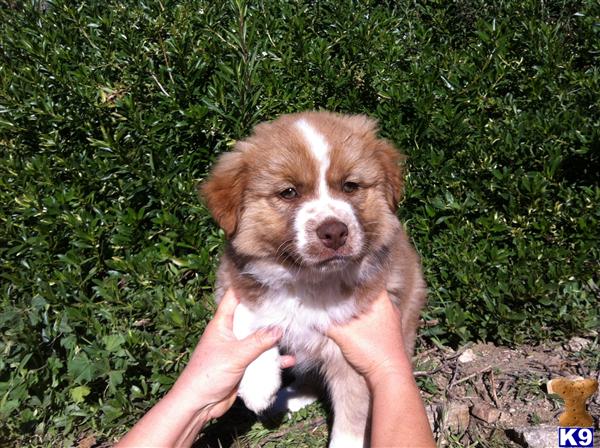 australian shepherd puppy posted by AussiePups