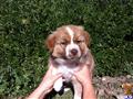 Australian Shepherd