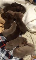 doberman pinscher puppy posted by Awesomedobies