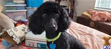 poodle puppy posted by Awestfall58