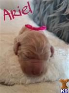 Ariel available Labradoodle puppy located in PHOENIX