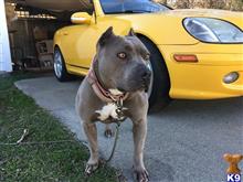 american pit bull puppy posted by Azn32joy