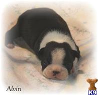Boston Terrier