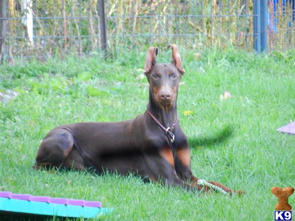 doberman puppies for sale ny price reduced doberman puppies for sale breeds picture doberman puppies for sale ny price reduced doberman puppies for sale breeds picture