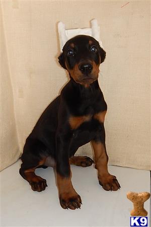 doberman pinscher puppy posted by BEARCREEKMOMMA