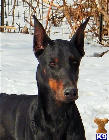 doberman pinscher puppy posted by BEARCREEKMOMMA