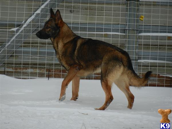 german shepherd puppy posted by BEARCREEKMOMMA