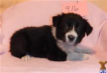 border collie puppy posted by BEARCREEKMOMMA