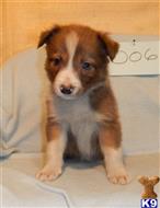 border collie puppy posted by BEARCREEKMOMMA