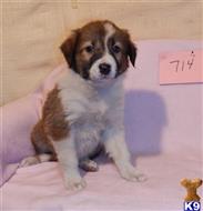 border collie puppy posted by BEARCREEKMOMMA