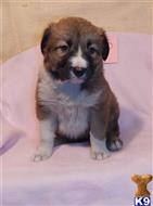 border collie puppy posted by BEARCREEKMOMMA
