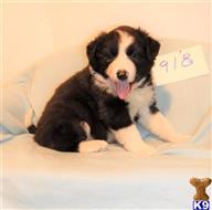 border collie puppy posted by BEARCREEKMOMMA