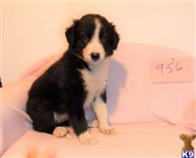 border collie puppy posted by BEARCREEKMOMMA